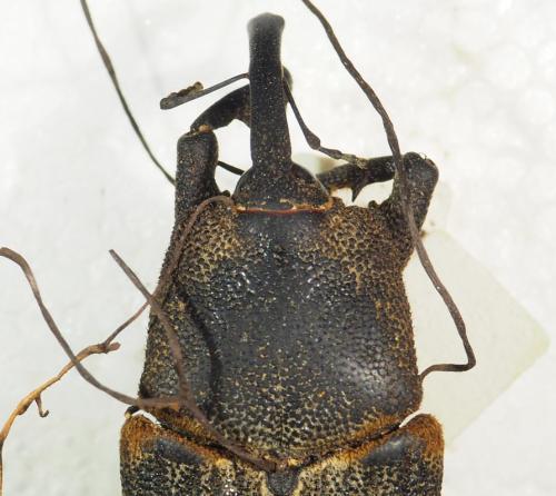 Réf. 339 250 : Homalinotus validus